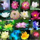Hạt giống hoa sen Nhật mini 8 hạt - 8 màu khác nhau  