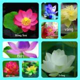 4 Hạt giống hoa sen Nhật mini nhiều màu