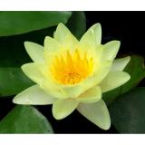 4 Hạt giống hoa sen Nhật mini nhiều màu