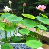 4 Hạt giống hoa sen Nhật mini nhiều màu