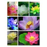 Hạt giống hoa sen nước mini Nhật Bản 5 màu
