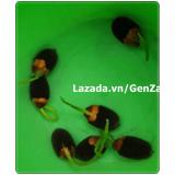 Hạt giống hoa sen nước mini Nhật Bản 5 màu