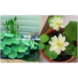 Hạt giống hoa sen nước mini Nhật Bản 5 màu