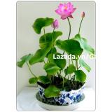 Hạt giống hoa sen nước mini Nhật Bản 5 màu