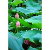 Hạt giống hoa sen ta Cây lớn - Bông lớn