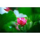 Hạt giống hoa sen ta Cây lớn - Bông lớn