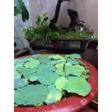 Hạt giống hoa sen ta Cây lớn - Bông lớn
