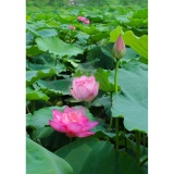 Hạt giống hoa sen ta - sen hồ Tây cây lớn