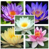 Hạt giống hoa súng Thái