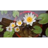 Hạt giống hoa súng Thái