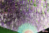 Hạt giống hoa Tử đằng