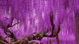 Hạt giống hoa Tử đằng