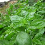 Hạt giống húng tây (Basil)