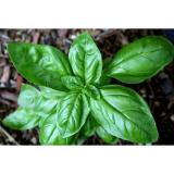 Hạt giống húng tây (Basil)