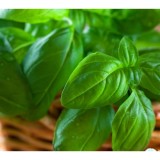 Hạt giống húng tây (Basil)
