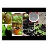 [HCM]Hạt Giống KiWi F1  Đức - KLT 20 hạt