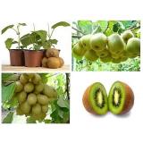 [HCM]Hạt Giống KiWi F1  Đức - KLT 20 hạt