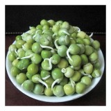 [HCM]Hạt giống Mầm Đậu Hà Lan  PN -50 gram/gói