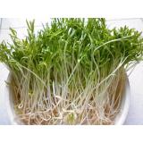 Hat giống Mầm rau muống