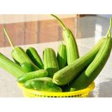 Hạt giống Mướp hương cao sản