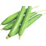 Hạt giống Mướp hương cao sản