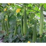 Hạt giống Mướp hương cao sản