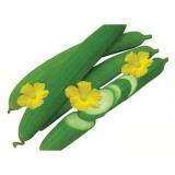 Hạt giống Mướp hương Thái Lan