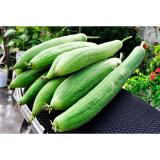 Hạt giống Mướp hương Thái Lan