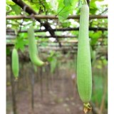 Hạt giống Mướp hương Thái Lan