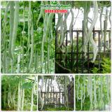 [HCM]Hạt Giống Mướp Nhật quà dài (Mướp rắn) - 5 hạt