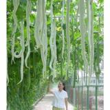 [HCM]Hạt Giống Mướp Nhật quà dài (Mướp rắn) - 5 hạt