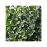 Hạt giống oregano Ý