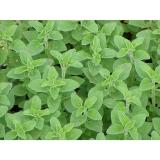 Hạt giống oregano Ý