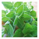 Hạt giống oregano Ý