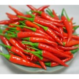Hạt giống Ớt chỉ thiên