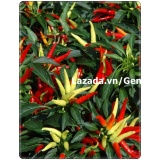 Hạt giống Ớt chỉ thiên chùm - Giống chất lượng cao, sai quả