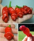 Hạt giống Ớt cu tý sai quả