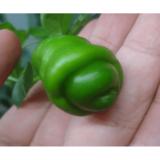 Hạt giống Ớt cu tý