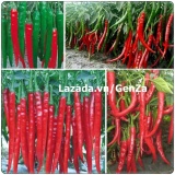 Hạt giống ỚT HÀN QUỐC F1 DÀI 14-18cm - Giống chất lượng cao, sai quả