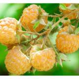 Hạt giống quả Mâm xôi vàng - Giống chất lượng cao, sai quả