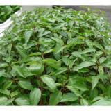 [HCM]Hạt giống rau đay đỏ PN-02 - 20g