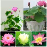 [HCM]Hạt Giống Sen Nhật Mini - 10 hạt