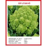 Hạt giống Súp lơ San Hô