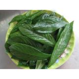 HẠT GIỐNG XƯƠNG SÔNG