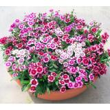 [HCM]HOA CẨM CHƯỚNG NHIỀU MÀU( PHÚ NÔNG)  - KLT 10 HẠT