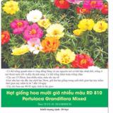 [HCM]Hoa Mười Giờ Nhiều Màu