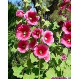 [HCM]Hạt giống hoa Mãn đình hồng