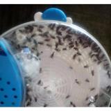 Máy Bắt Ruồi Tự Động Thông Minh
