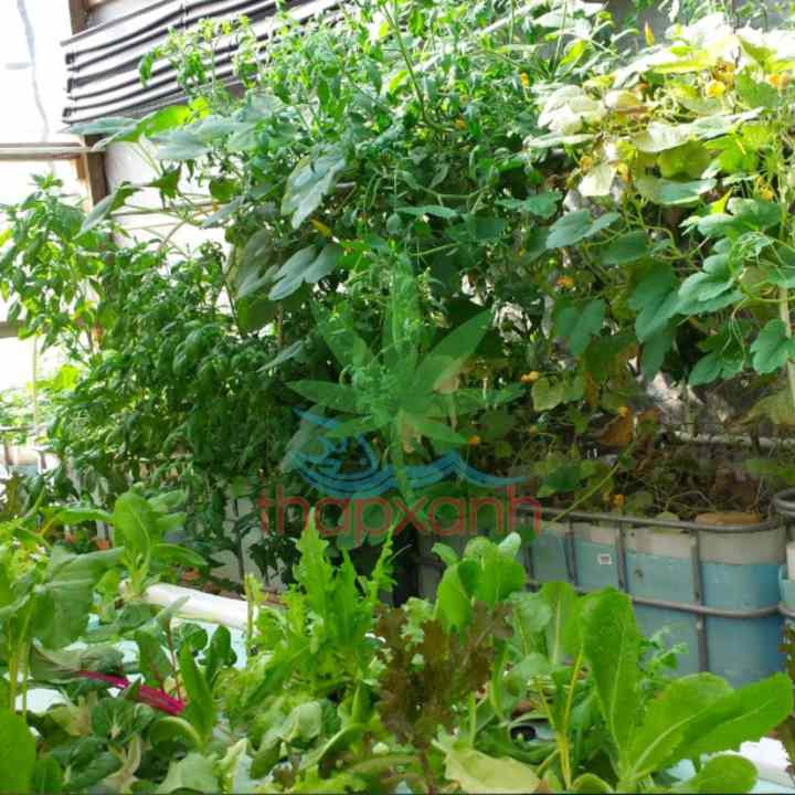 Ổ cắm hẹn giờ AL-06