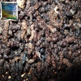 Phân dơi nguyên chất hàm lượng kali photpho cao chuyên dùng cho hoa lan cây cảnh trồng rau hữu cơ Organic 500G(Black)